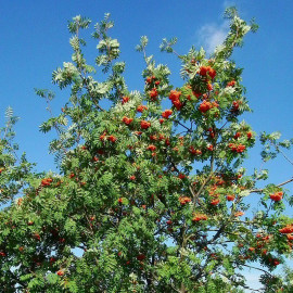 Sorbus aucuparia* - Sorbier des oiseaux à baies rouges