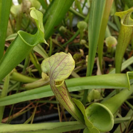 Sarracenia 'Tygo' - Plante carnivore