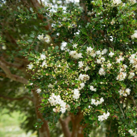 Luma apiculata - Myrtus apiculata - Myrte du Chili