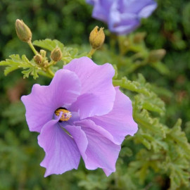 Alyogyne huegelii - Hibiscus bleu d'Australie