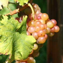 Vitis fragola 'Blanc' *ZPd4 - Vigne bianca - Raisin Fraise sans pépins