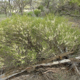 Melaleuca acuminata – Myrte de miel du Mallee