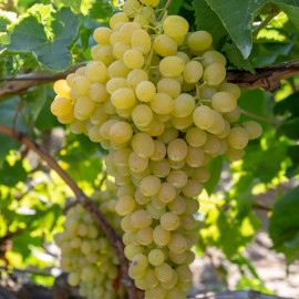 Vitis 'Victoria' *ZPd4 - Vigne raisin de table Blanc précoce
