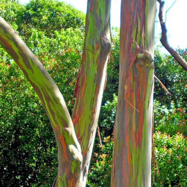 Eucalyptus deglupta* - Eucalyptus arc-en-ciel