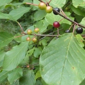 Rhamnus frangula - Bourdaine - Aulne noir - Nerprun en racines nues