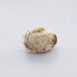 Allium stipitatum 'Mount Everest' – Ail d’ornement blanc