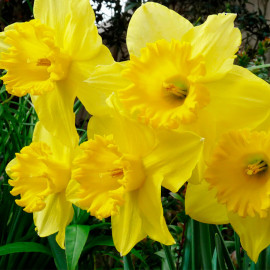Narcissus 'Carlton' - Narcisse jaune à grande coupe - BULBE en vrac