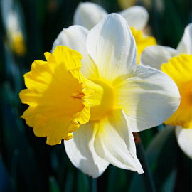 Narcissus 'Goblet' - Narcisse trompette blanc-jaune - BULBE en vrac