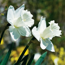 Narcissus 'Mount hood' – Narcisse trompette blanc - BULBE en vrac