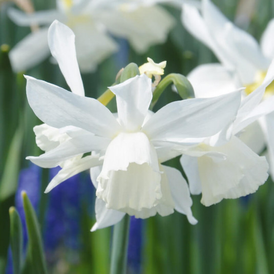 Narcissus 'Pueblo' - Narcisse Jonquille blanc - BULBE en vrac