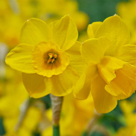 Narcissus 'Quail' - Narcisse Jonquille jaune - BULBE en vrac