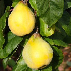 Cognassier du Portugal - Cydonia oblonga jaune précoce
