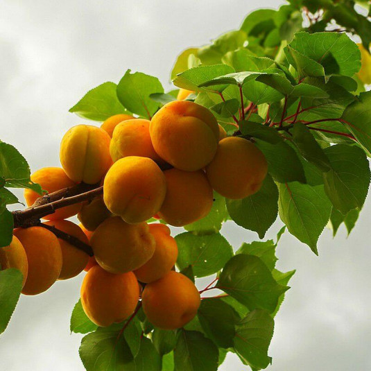 Abricotier 'Précoce de Saumur' - Prunus armeniaca rustique