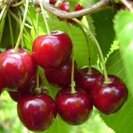 Cerisier Bigarreau 'Géant d'Hedelfingen' - Prunus cerasus rouge tardif
