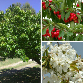 Cerisier Bigarreau 'Géant d'Hedelfingen' - Prunus cerasus rouge tardif