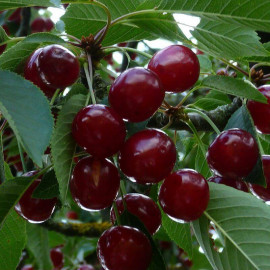 Cerisier Bigarreau 'Hâtif de Burlat' - Prunus cerasus rouge précoce