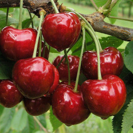 Cerisier Bigarreau 'Hâtif de Burlat' - Prunus cerasus rouge précoce