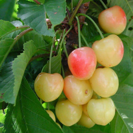 Cerisier Bigarreau 'Napoléon' - Prunus cerasus 'Royal Ann'