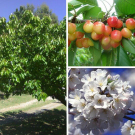 Cerisier Bigarreau 'Napoléon' - Prunus cerasus 'Royal Ann'