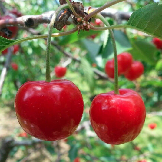 Cerisier Bigarreau 'Van' - Prunus cerasus rouge