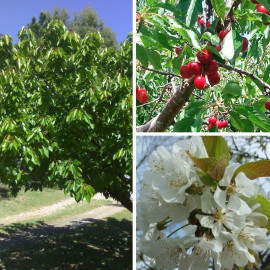Cerisier Bigarreau 'Van' - Prunus cerasus rouge