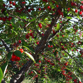 Cerisier griotte 'Montmorency' - Prunus cerasus - Griottier de Montmorency