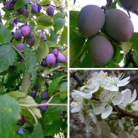 Prunier 'Quetsche d'Alsace' - Prunus domestica AUTOFERTILE