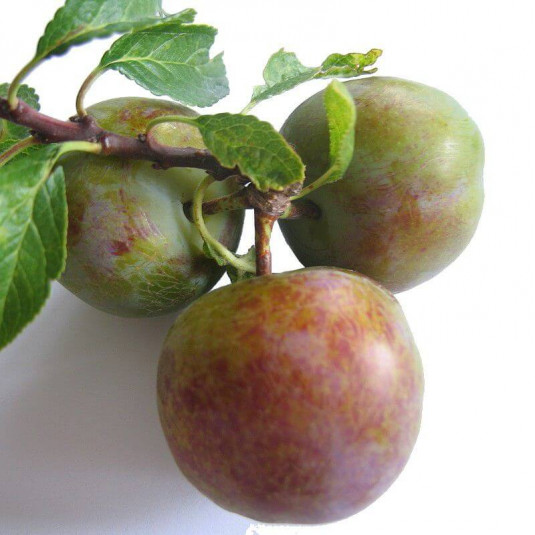 Prunier 'Reine-Claude de Bavay' - Prunus domestica auto-fertile