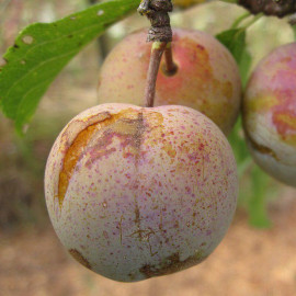 Prunier 'Reine-Claude de Bavay' - Prunus domestica auto-fertile