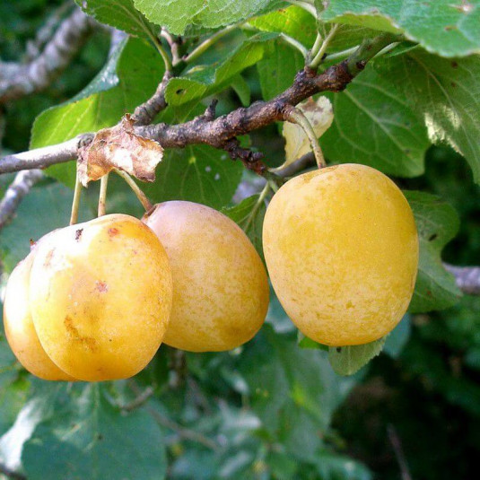 Prunier 'Reine-Claude d'Oullins' - Prunus domestica jaune AUTOFERTILE