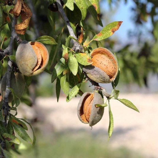 Amandier 'Ardéchoise' - Prunus dulcis 'Ardéchoise' - Amande
