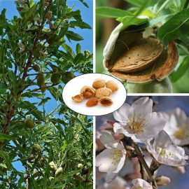 Amandier 'Texas' - Prunus dulcis 'Texas' - Amande