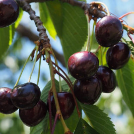 Cerisier Bigarreau 'Noire de Meched' - Prunus avium - Cerise noire