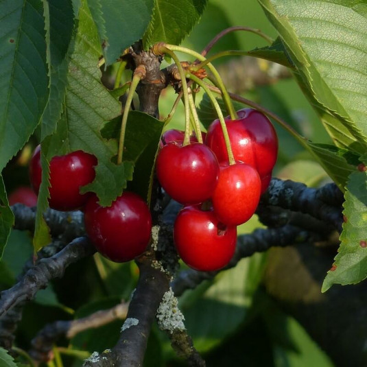 Cerisier 'Régina' - Prunus avium - cerise rouge