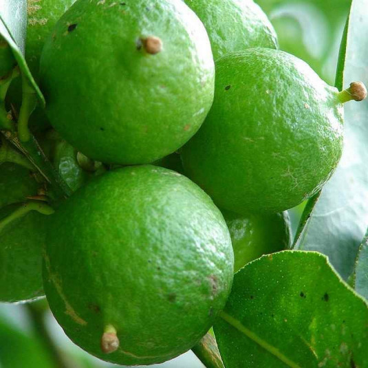 Citrus aurantifolia 'Mexicana' - Petit citron vert mexicain