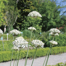 Allium Nigrum – Ail d’ornement blanc