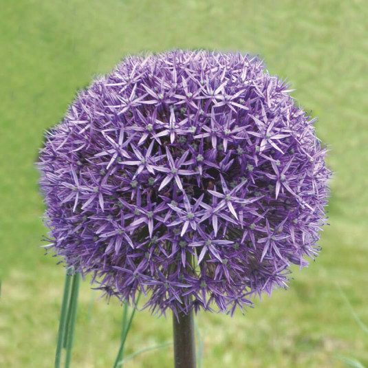 Allium aflatunense 'Gladiator' – Grand ail d’ornement violet