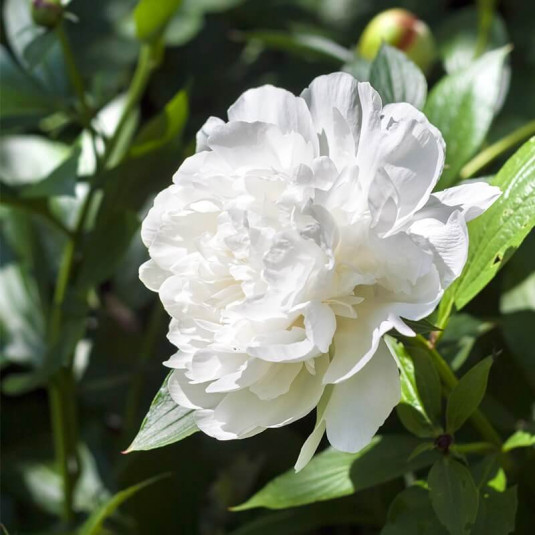 Pivoine 'Duchesse de Nemours' - Paeonia lactiflora - Pivoine de Chine blanche