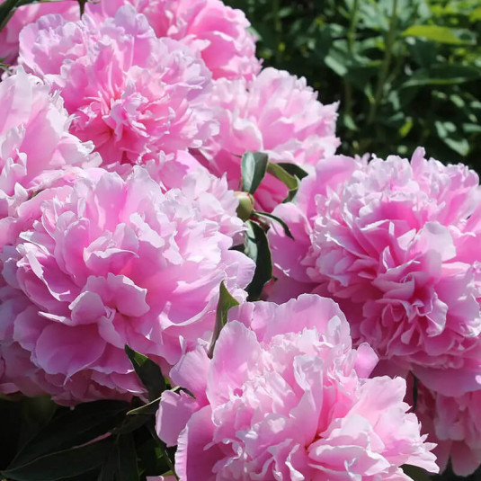 Pivoine 'Sarah Bernhardt' - Paeonia lactiflora - Pivoine de Chine rose