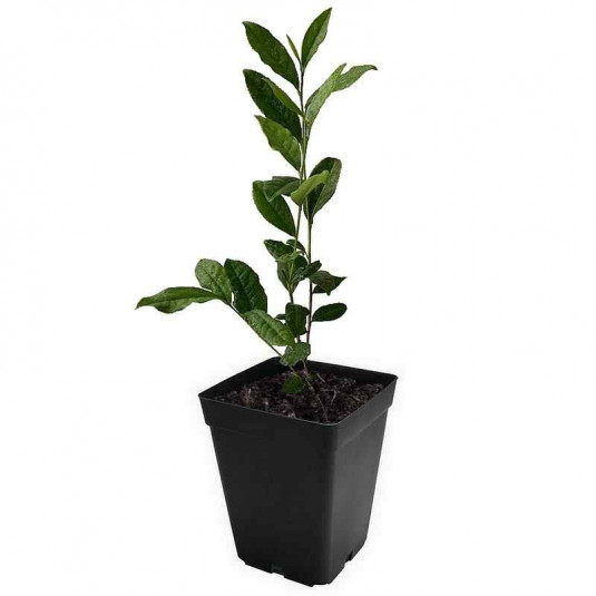 Camellia sinensis - Plant Théier - Arbre à Thé