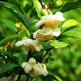 Camellia sinensis - Plant Théier - Arbre à Thé