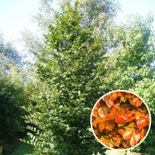 Carpinus betulus 'Orange Retz' - Charme orange vif en automne issu de GREFFE
