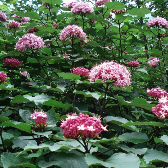 Clerodendrum bungei – Clerodendron de Bunge