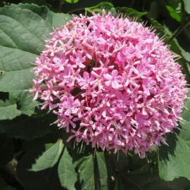 Clerodendrum bungei – Clerodendron de Bunge