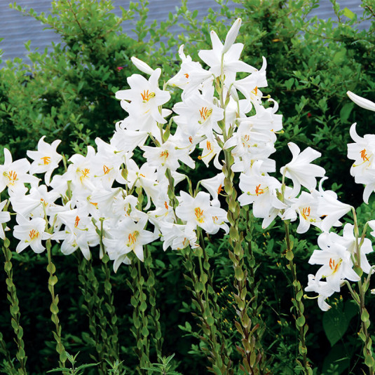Lilium candidum – Lis de la Madone - Lis blanc
