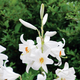 Lilium candidum – Lis de la Madone - Lis blanc