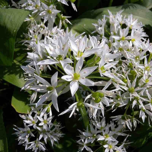 Bulbes Ail Des Ours Frais à Planter