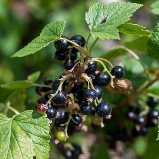 Ribes nigrum 'Noir de Bourgogne' - Cassis noirs - Cassissier