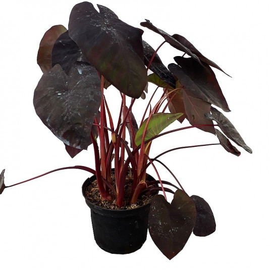 Colocasia esculenta 'Black Magic' - Taro pourpre à feuilles noires