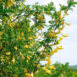 Caragana arborescens - Arbre aux pois - Acacia jaune